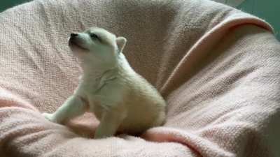 Rogue&acirc;s little baby woos