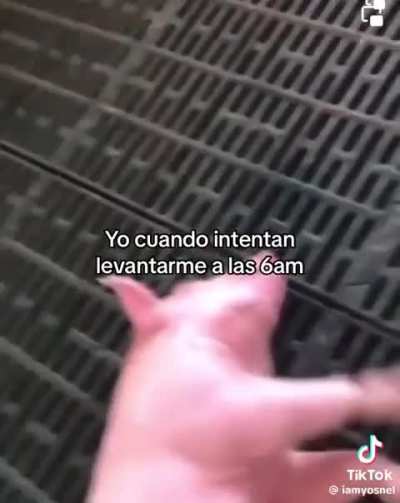 Yo