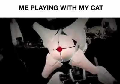 Cat fluffy
