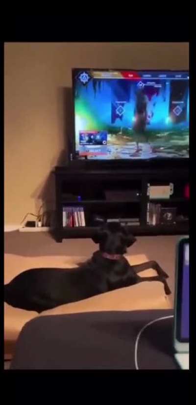 Poor doggo 🐶