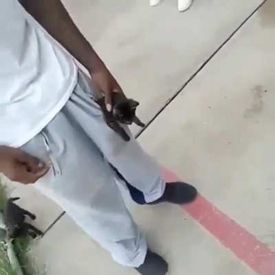 pussy in the pocket