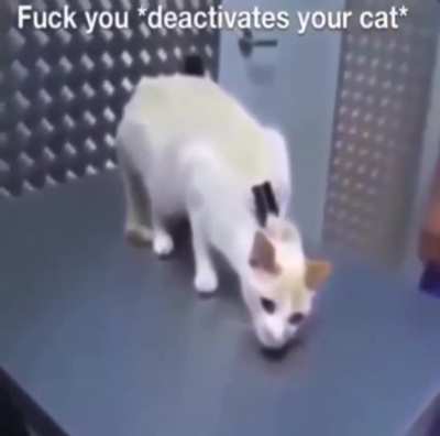 *Deactivates the cat*