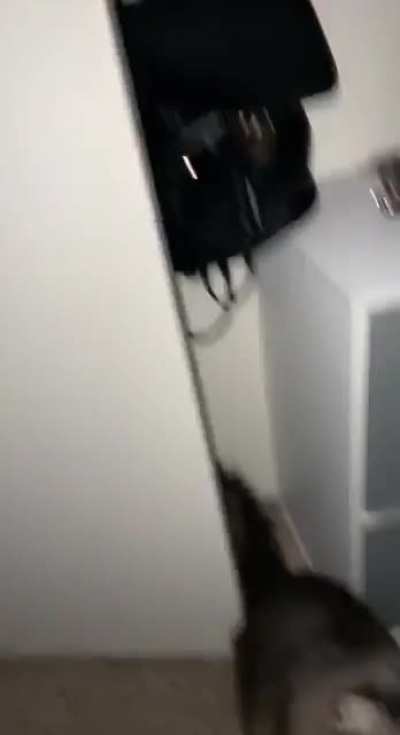 "Mia has a very specific meow when she brings me an oven mitt so I always know when I will find one in front of my door"