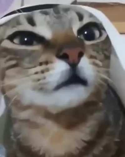 Gato &aacute;rabe