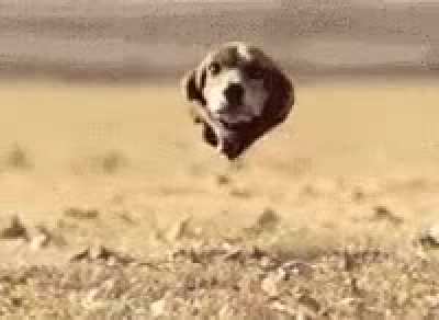 Dog with no body
