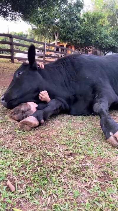 Cows have so much love to give to those that show them kindness
