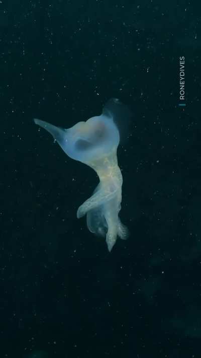 A Hooded Nudibranch swims through the Salish Sea