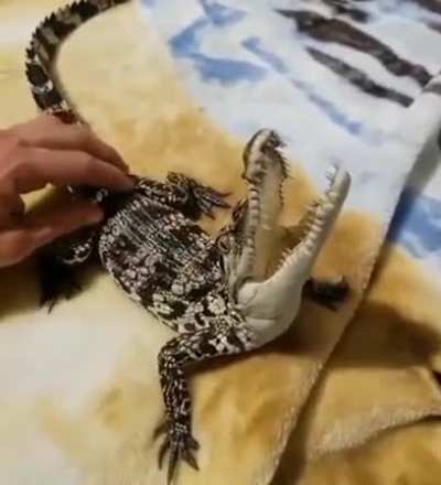 Baby Sarco irl: