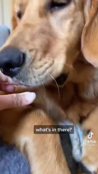 Dog prolly had a secret side hustle