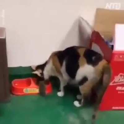 Good job cat... wait a minute..