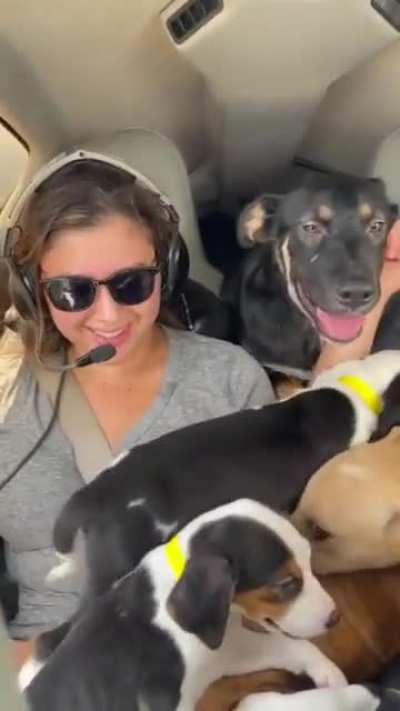 27 Ecstatic Dogs Happy To Be Alive After Being Rescued From Shelters Spanning From Alabama to Orlando That Were Going To Be Euthanized