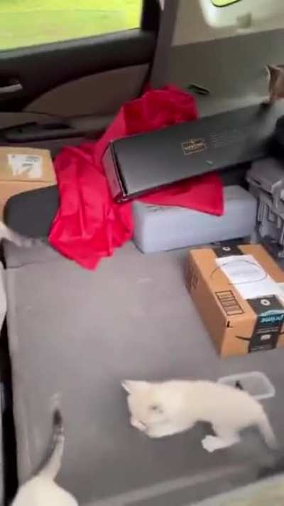 Man stops to rescue kitten, gets ambushed by platoon, aftermath in car
