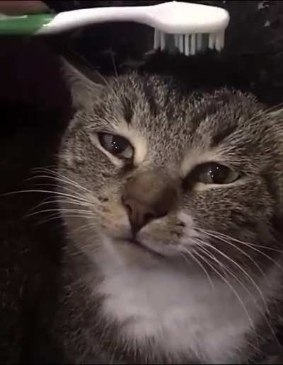 If you get a wet toothbrush and pet a cat it, it supposedly reminds them getting clean by their mother