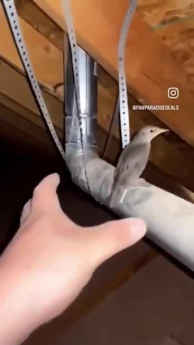 Birb