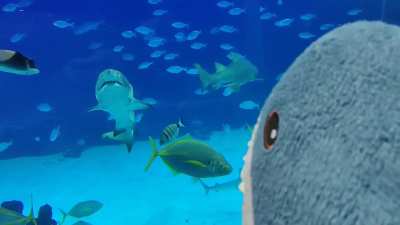 Bl&aring;haj went to the aquarium today and had the encounter of his lifetime