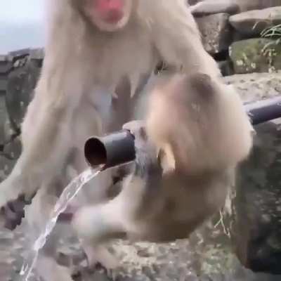 Monkey club