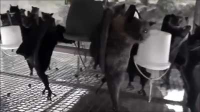 Hanging bats filmed upside-down look like a Goth nightclub.