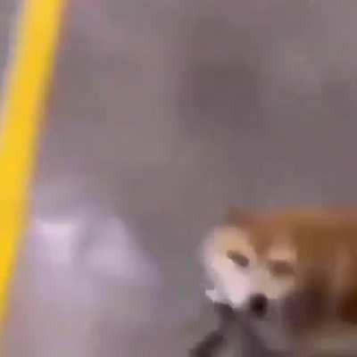 perro auto