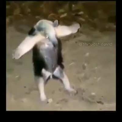 La t es por "te parto la raja" yo creo eh?