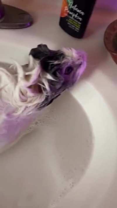 george guinea passed away last night but thankfully i recorded his last ever bath time💕