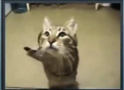 Un gato por si es que estas triste