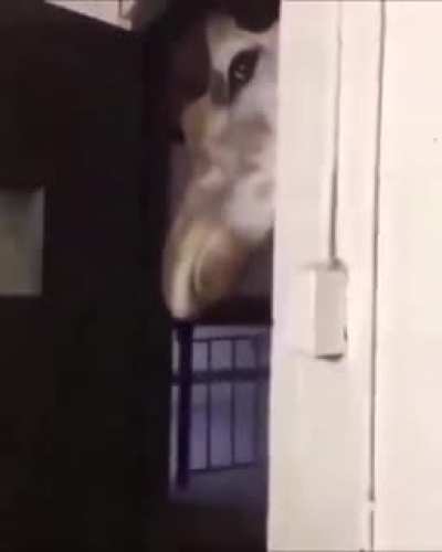 Is the food ready?