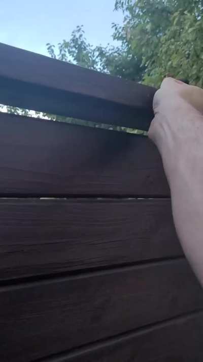 Magpie eating out of my hand