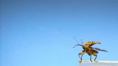 Flight of the weevil