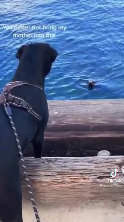 Land dog vs Sea dog