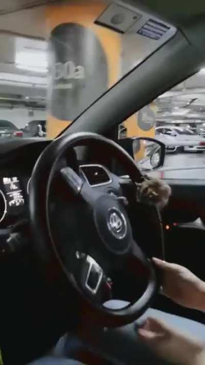 Let her loose in the car and she jumped on to the steering wheel ( &acute;▽｀)