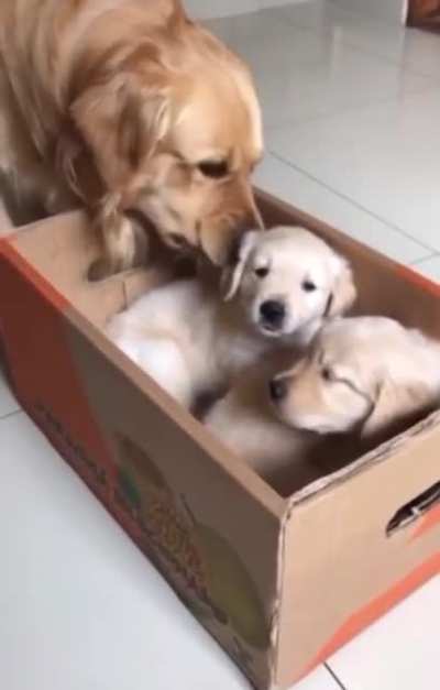 This dog gets a special surprise