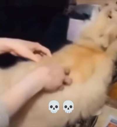Based cat