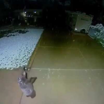Baby bear catching snowflakes