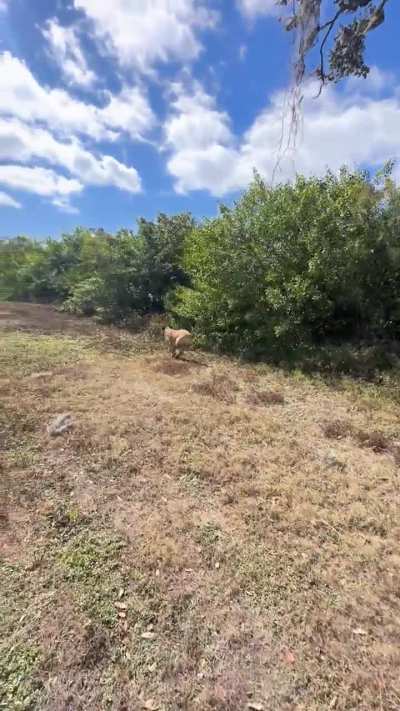 Nala (almost 2.5)doing a great job with patrol commands.