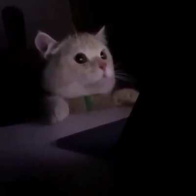 When you accidentally turn on light mode