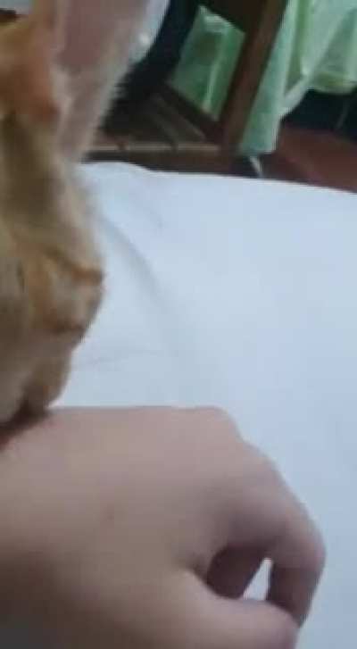 Galera kkkkkkkkkkkkkkk, o gato do meu amigo grudou no bra&ccedil;o dele e n&atilde;o saiu, algu&eacute;m sabe o pq?