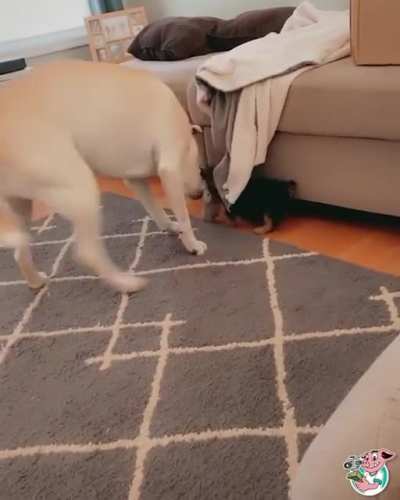 The doggo seems like he hasn&rsquo;t played with any pups