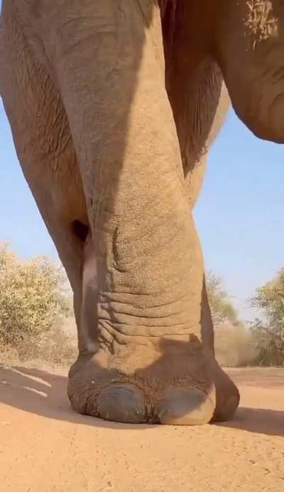 Elephant thug