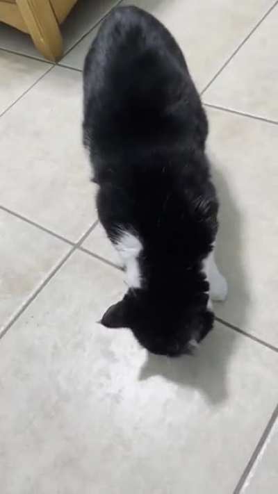I&rsquo;m vengeance. I&rsquo;m the night. I&rsquo;m Batman. r/catscarryingstuffies