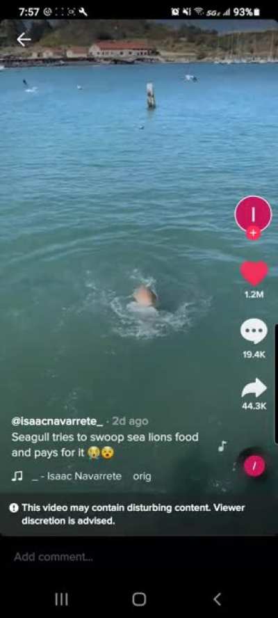 Seal loses his shit when bird tries to steal his fish . People go wild