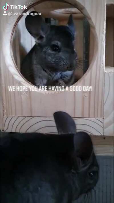 Hope you are having a good day!