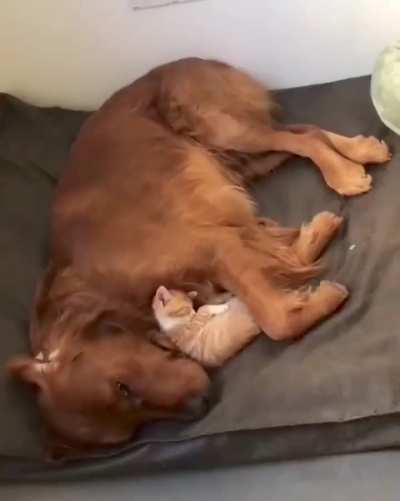 I think he has decided to adopt this little kitten
