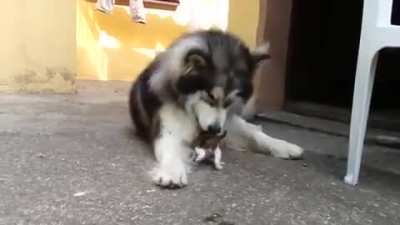Look at that pointy tail!