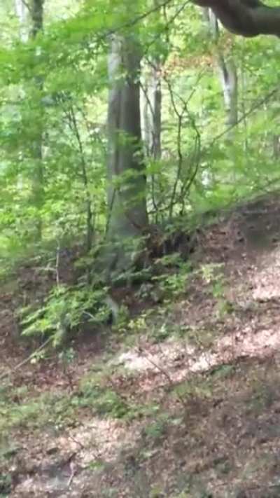 Na Sljemenu i inače &scaron;eće grmlje ili?