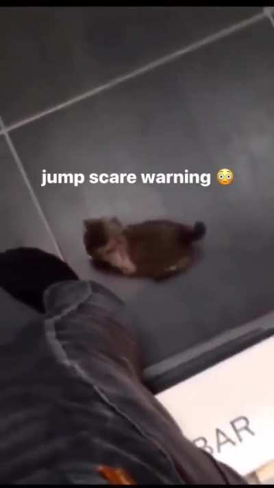 Spooky Wunk