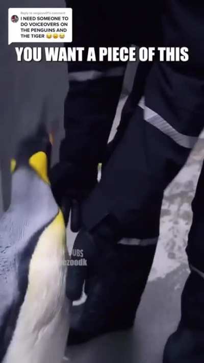I did not realize penguins were that big.
