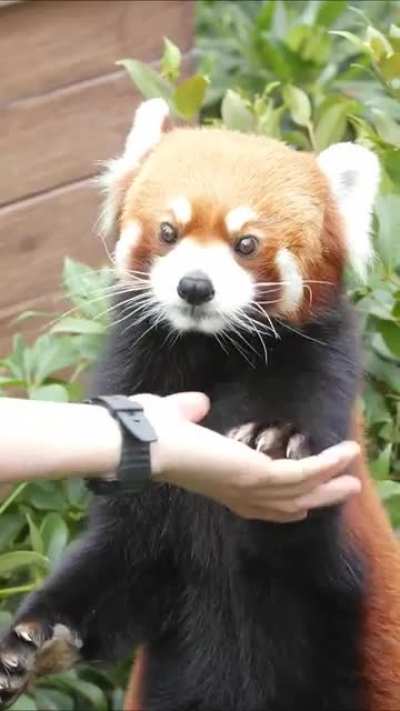 Red Panda say "Hi" to tourists