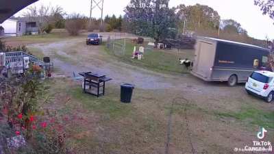 Goats faint near UPS truck in hopes of getting compensation from &ldquo;vehicle collision&rdquo; settlement