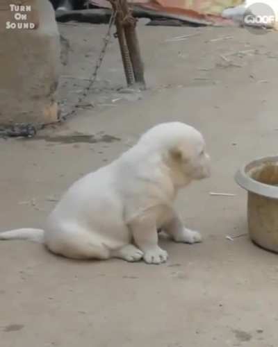 To be a chicken