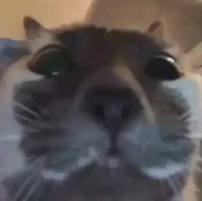 Cats are funny